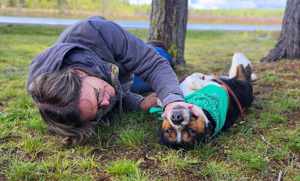 Buddy, an adoptable Beagle, Terrier in Cheboygan, MI, 49721 | Photo Image 4