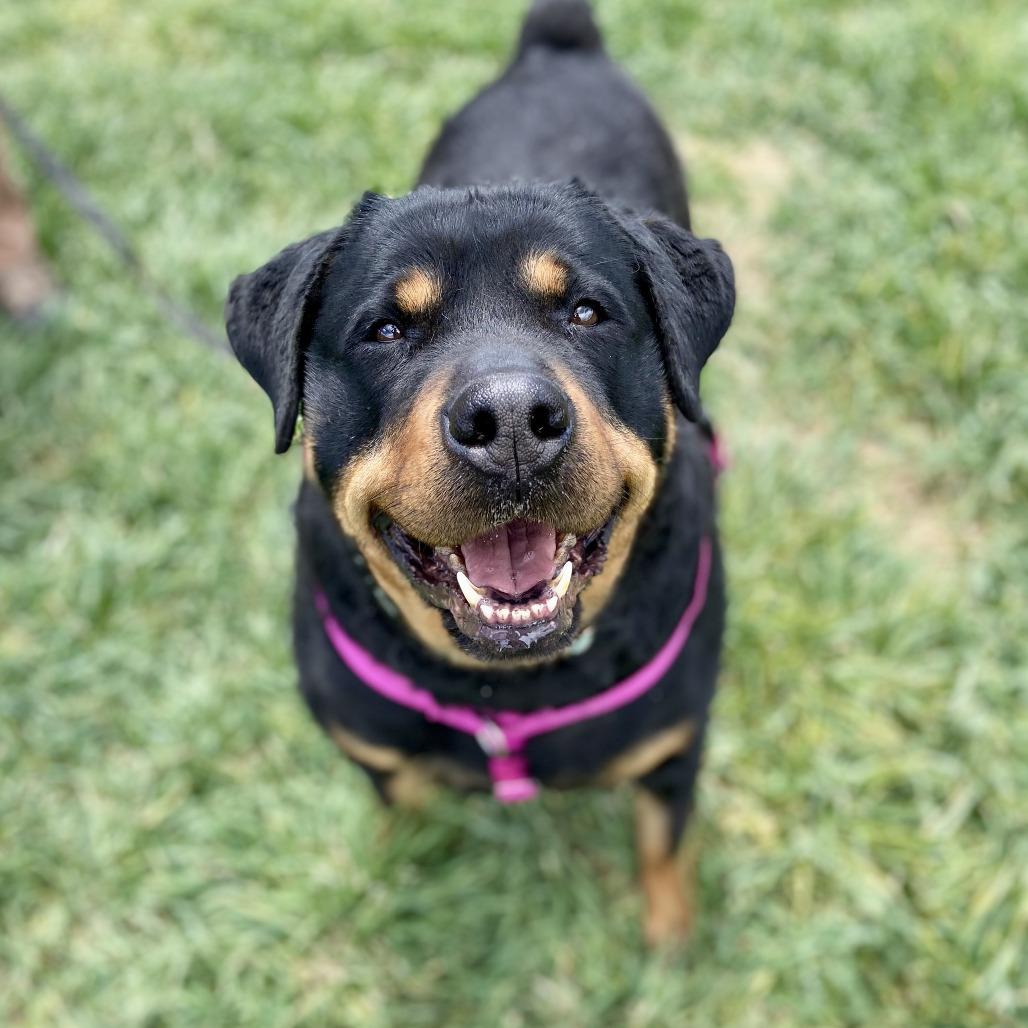 Roxy, Adoptable, Senior Female Rottweiler.