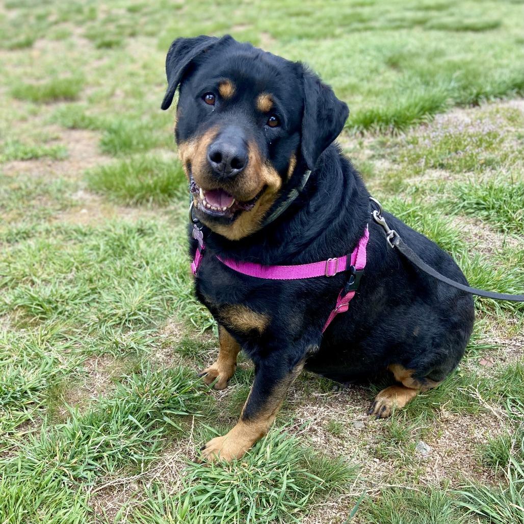 Roxy, a Adoptable Rottweiler in Glenwood Springs, CO image 2/4