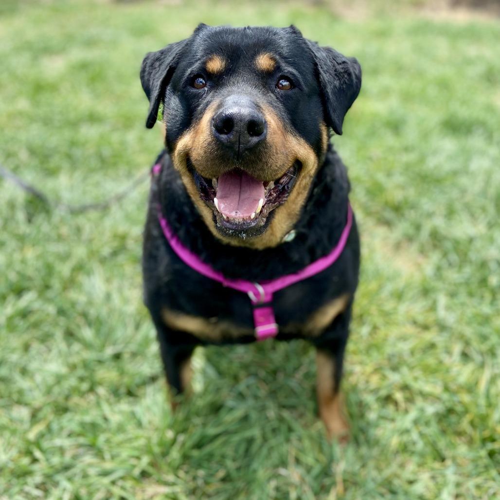 Roxy, a Adoptable Rottweiler in Glenwood Springs, CO image 3/4