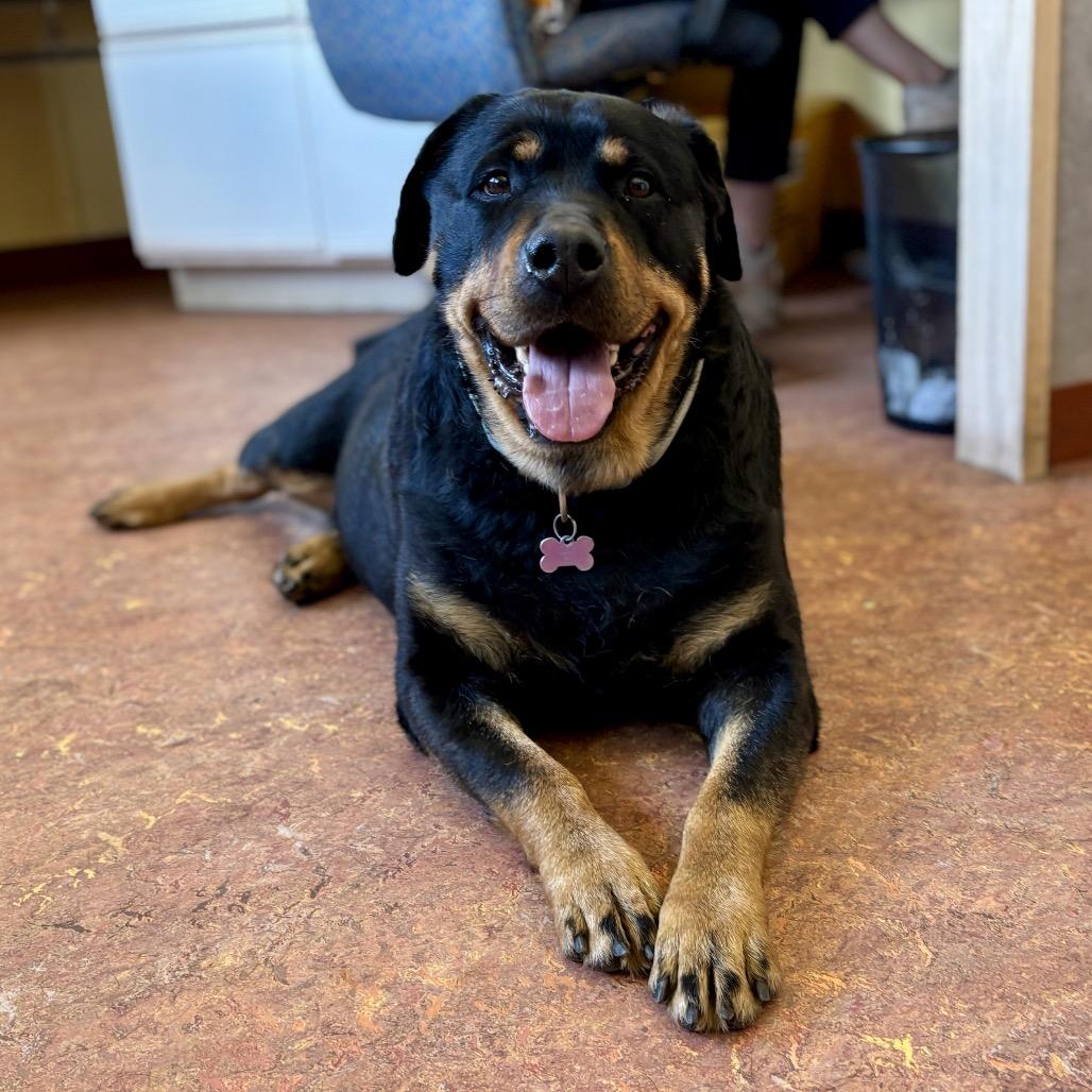 Roxy, a Adoptable Rottweiler in Glenwood Springs, CO image 4/4