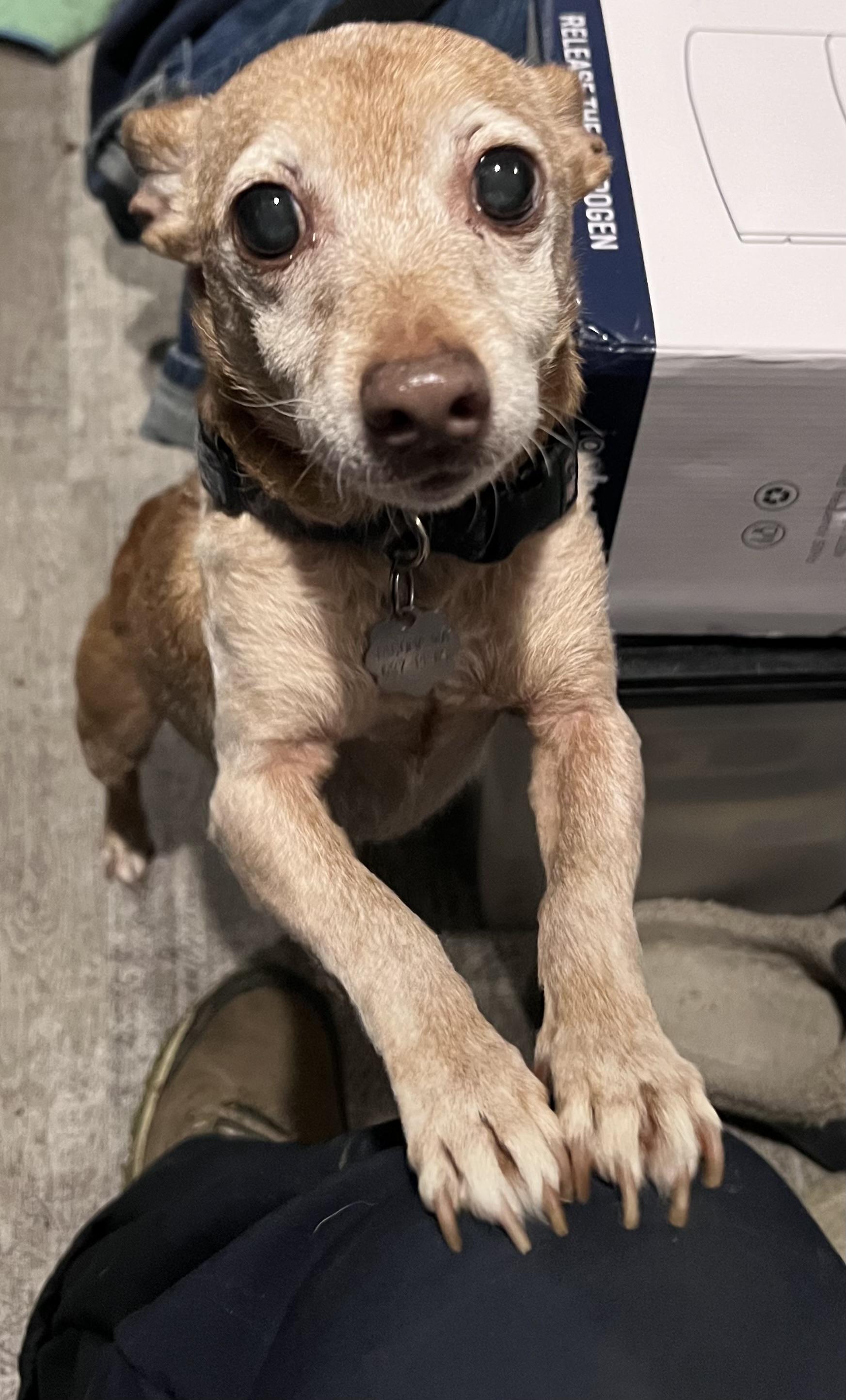 Enlarge Rascal, a Adopted mixed breed in Lacey, WA image 5/6