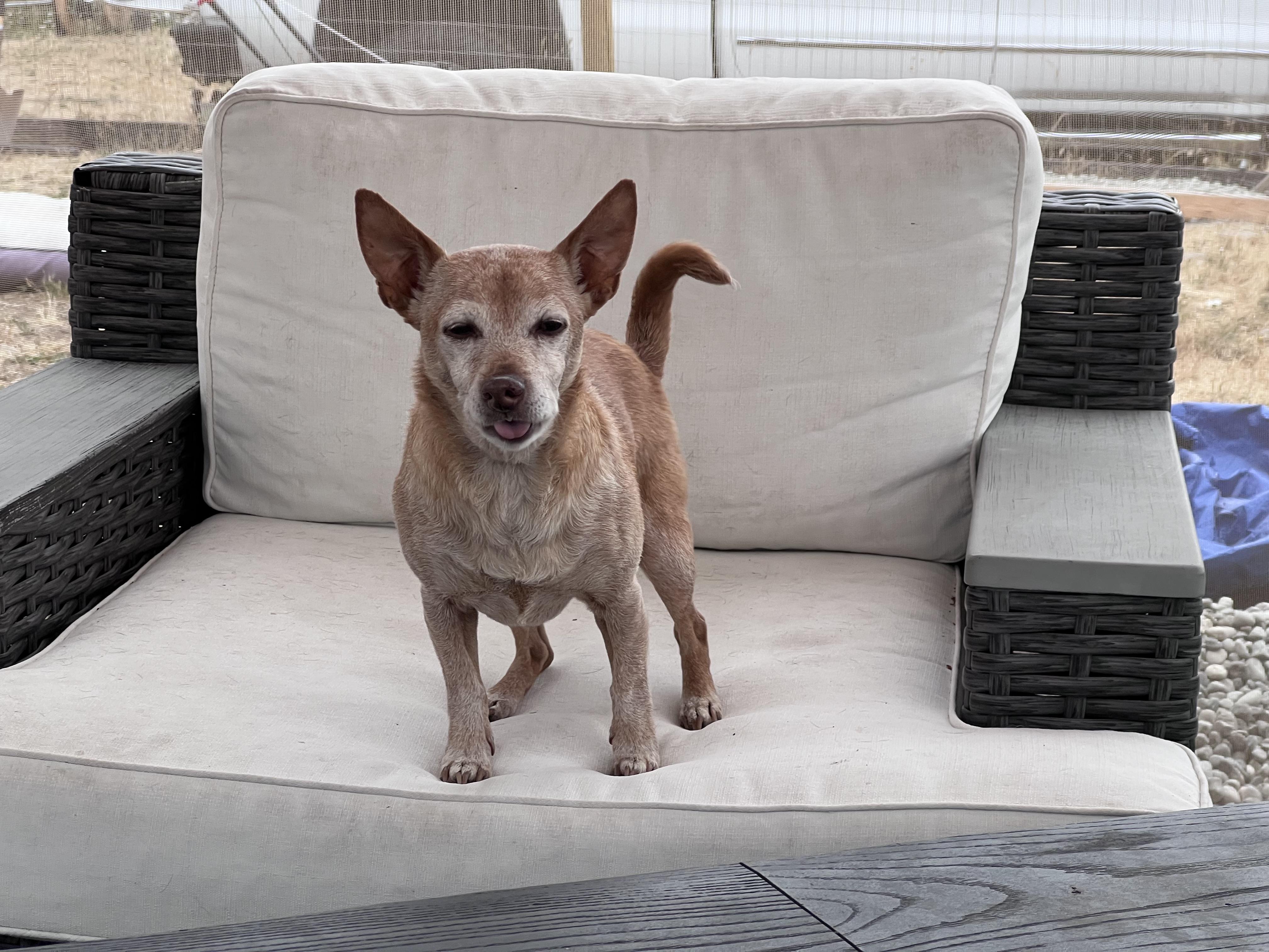 Rascal, Adopted, Senior Male Miniature Pinscher & Miniature Dachshund.