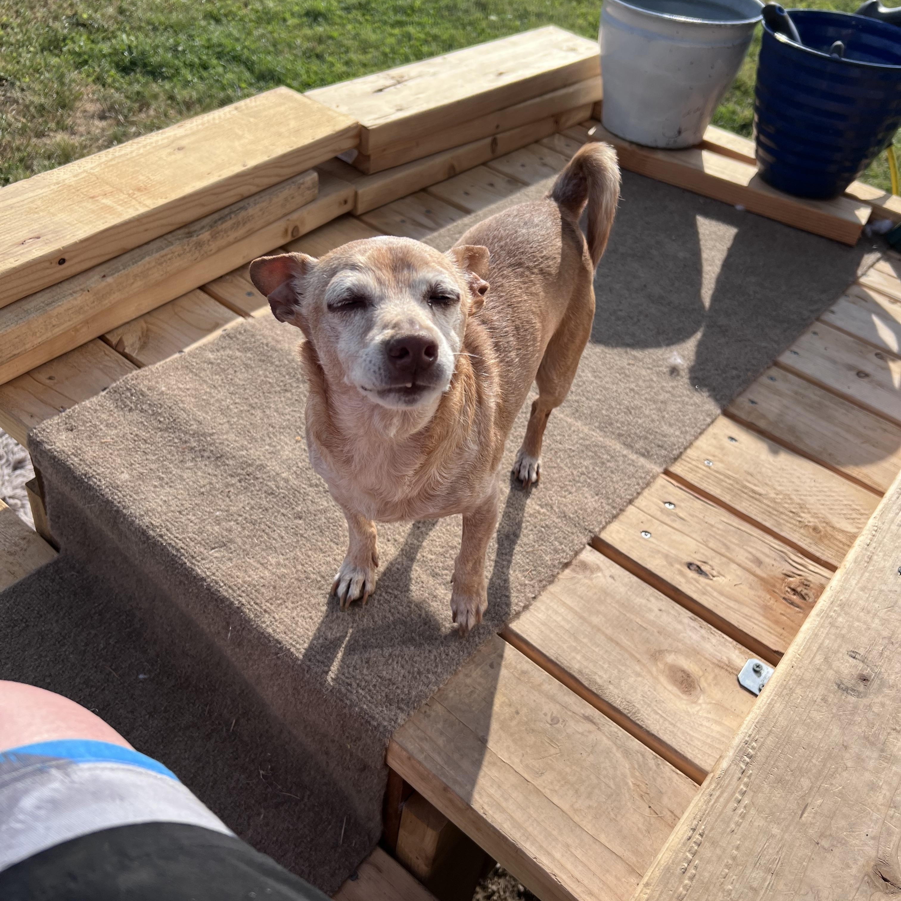 Enlarge Rascal, a Adopted mixed breed in Lacey, WA image 3/6