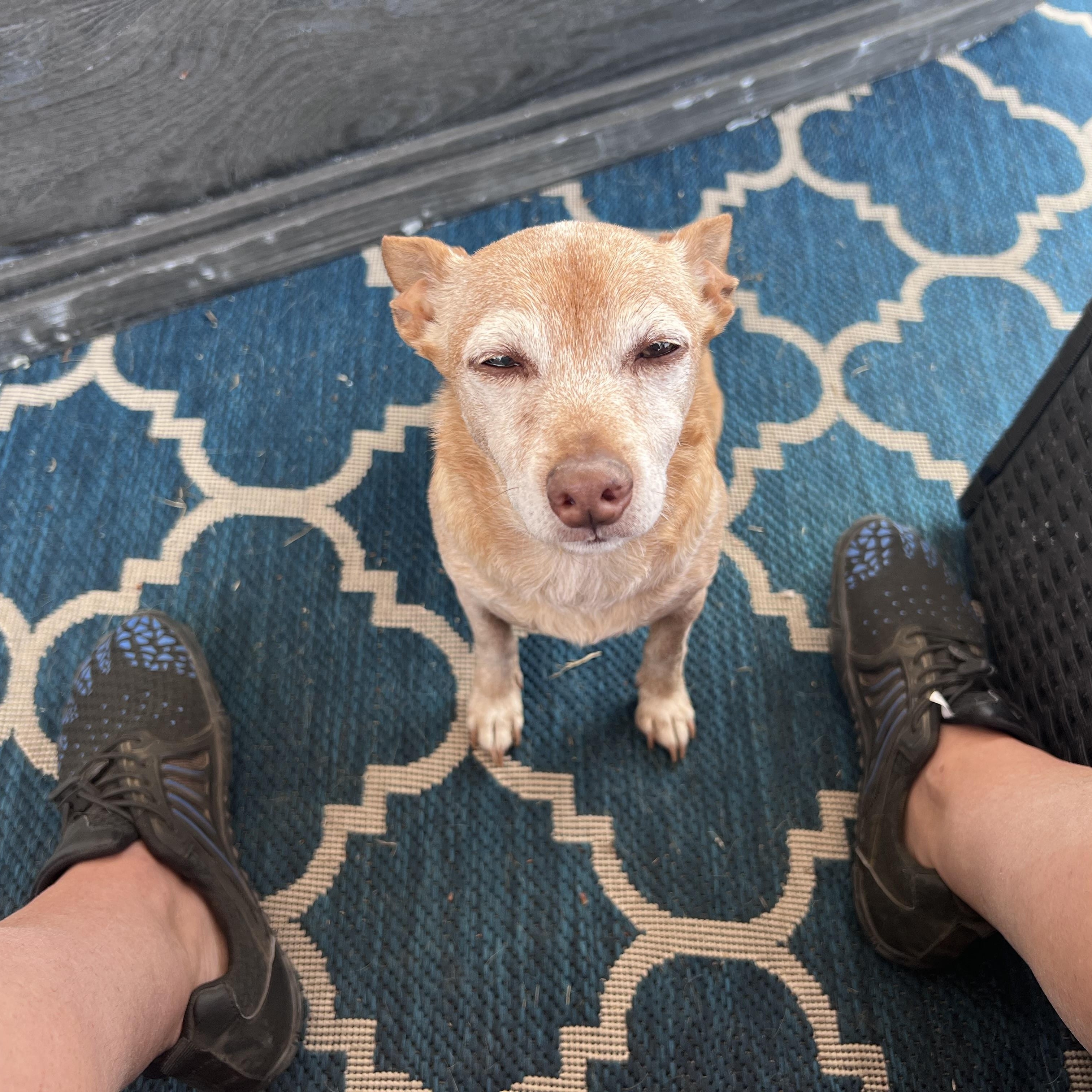 Enlarge Rascal, a Adopted mixed breed in Lacey, WA image 6/6