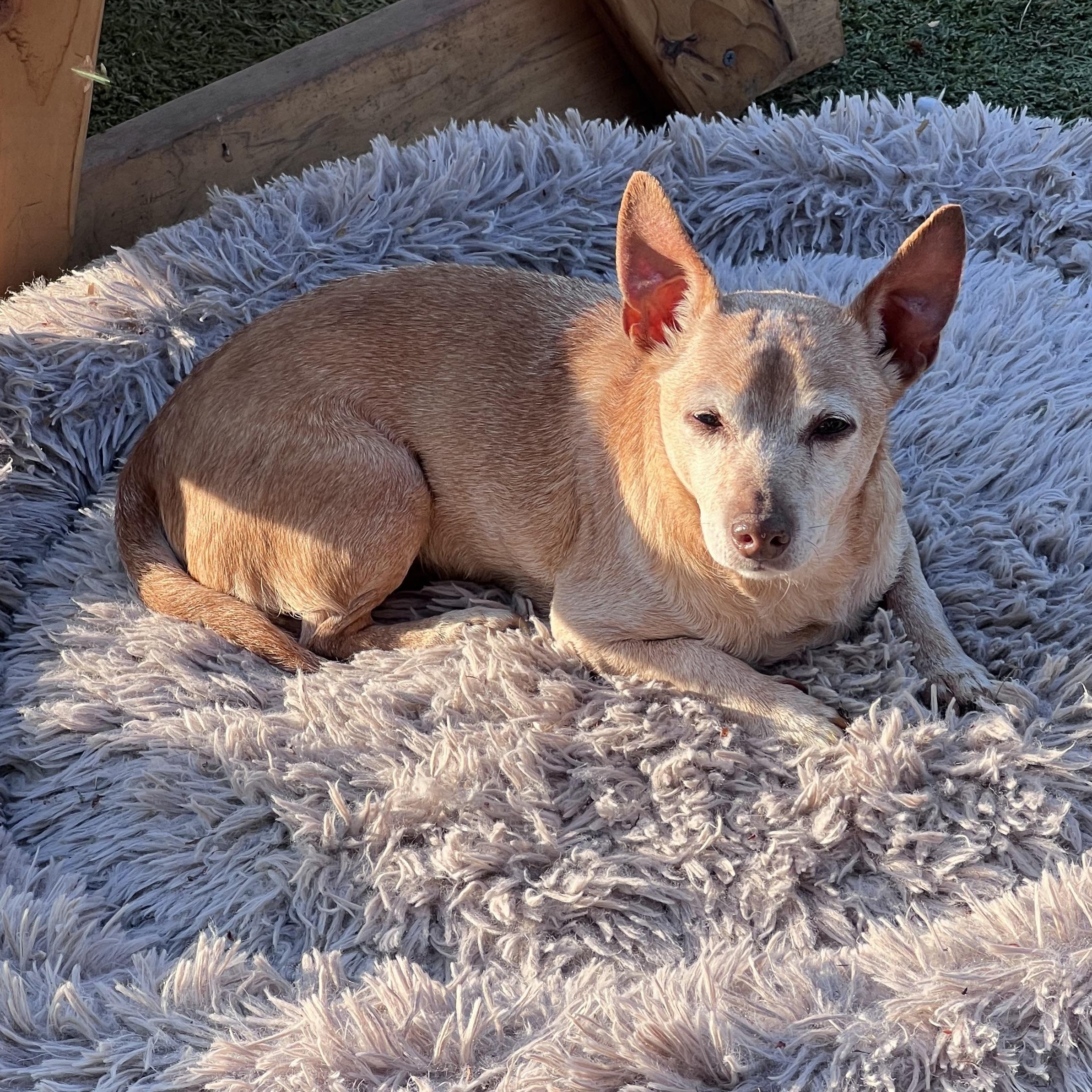 Enlarge Rascal, a Adopted mixed breed in Lacey, WA image 4/6