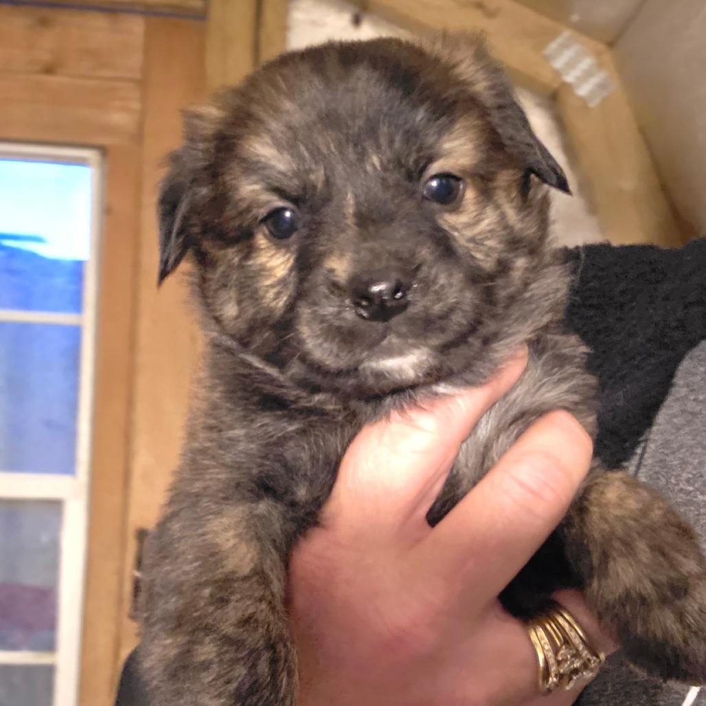 B3/Jinx, Adoptable, Puppy Male Airedale Terrier & Norfolk Terrier.