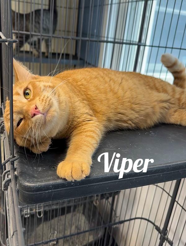 Enlarge Viper, a Adoptable Domestic Short Hair in Manistee, MI image 1/1