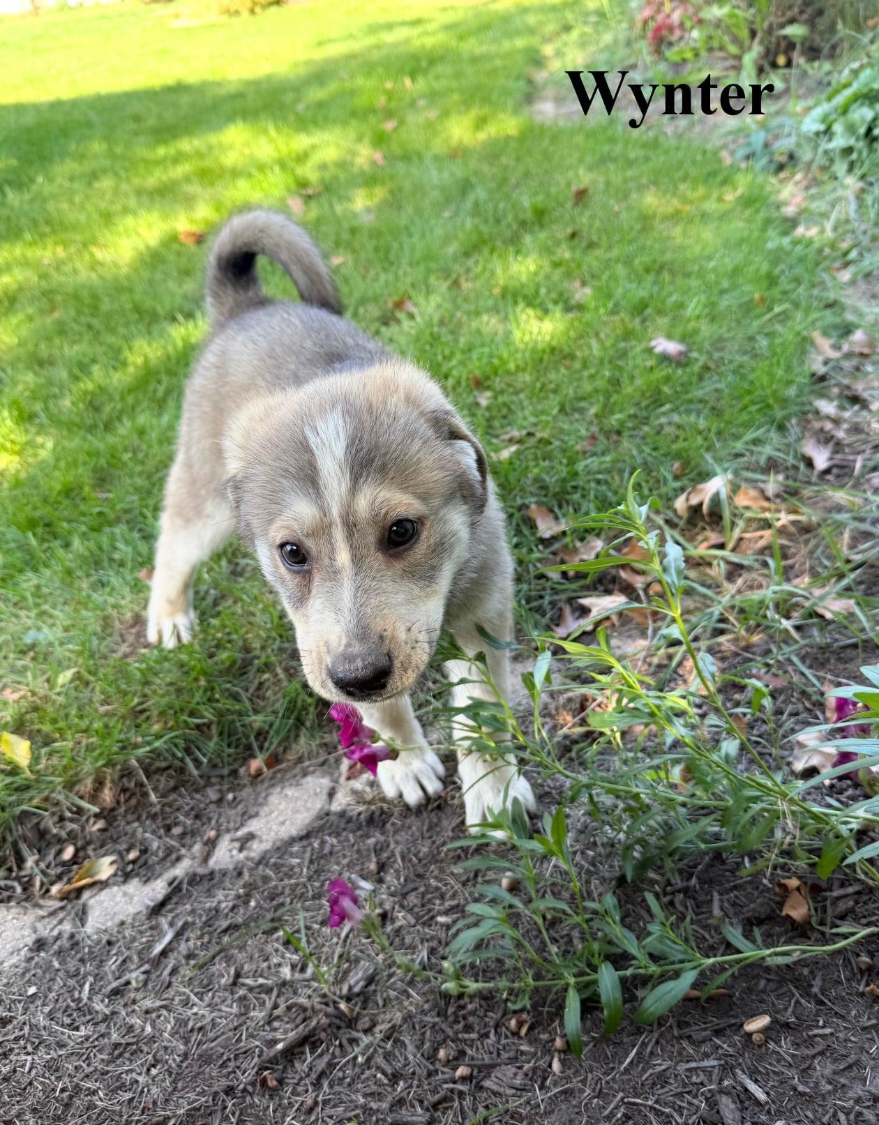 Enlarge Wynter, a Adopted mixed breed in Celina, OH image 2/4