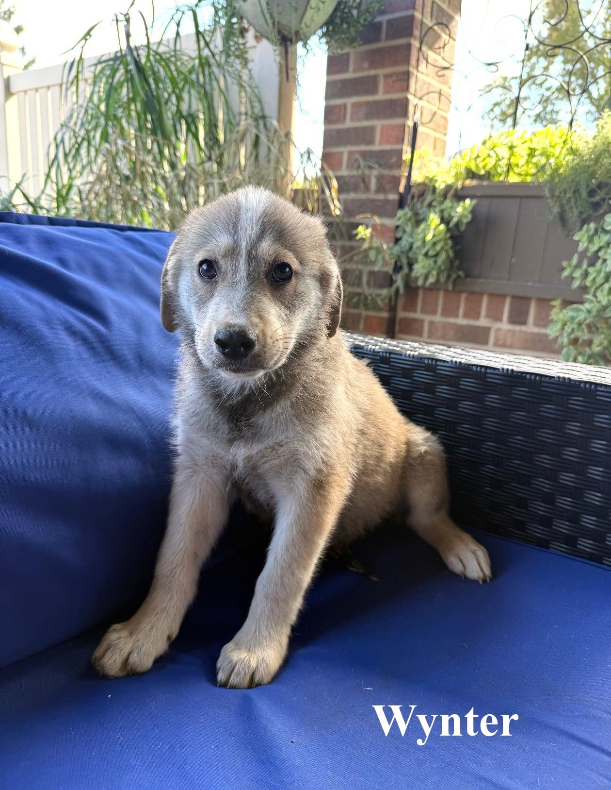Enlarge Wynter, a Adopted mixed breed in Celina, OH image 4/4