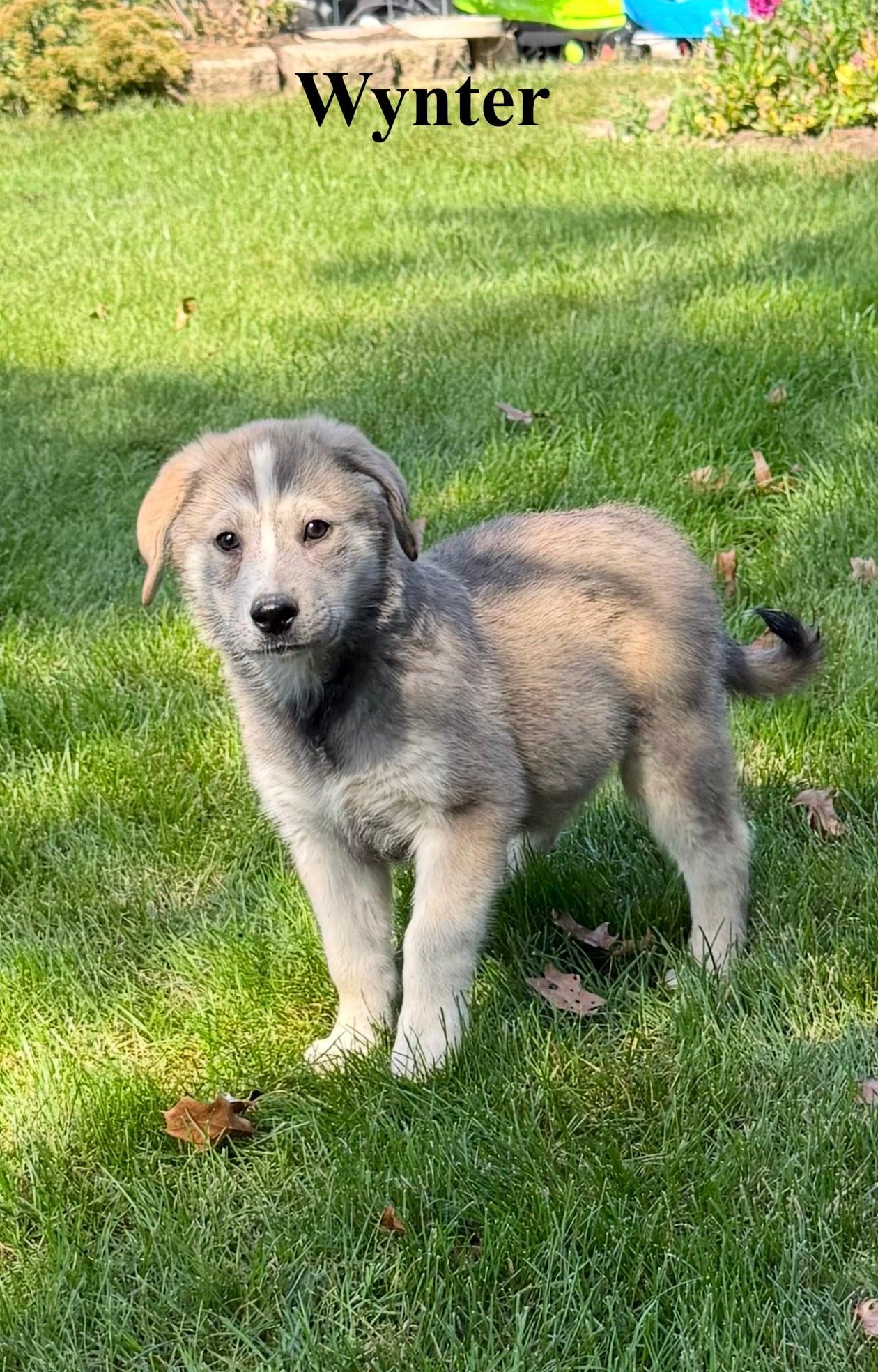Enlarge Wynter, a Adopted mixed breed in Celina, OH image 3/4