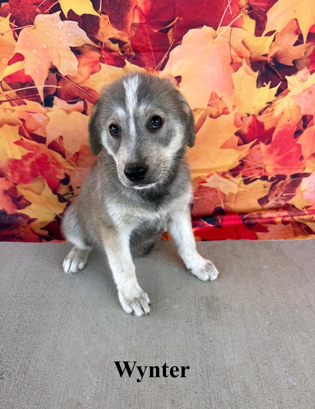 Enlarge Wynter, a Adopted mixed breed in Celina, OH image 1/4