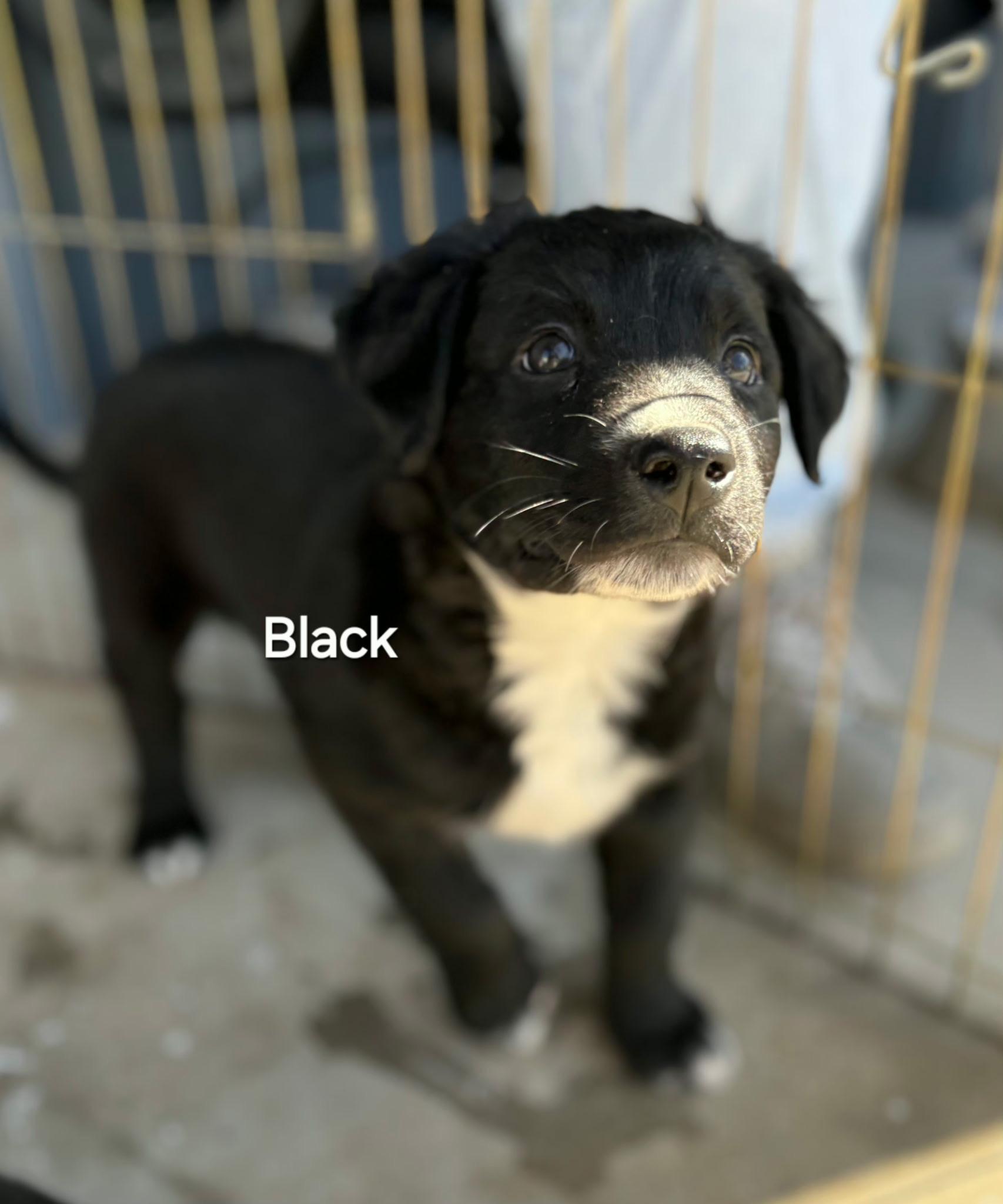 Black, ADOPTABLE, Puppy Male Mixed Breed.