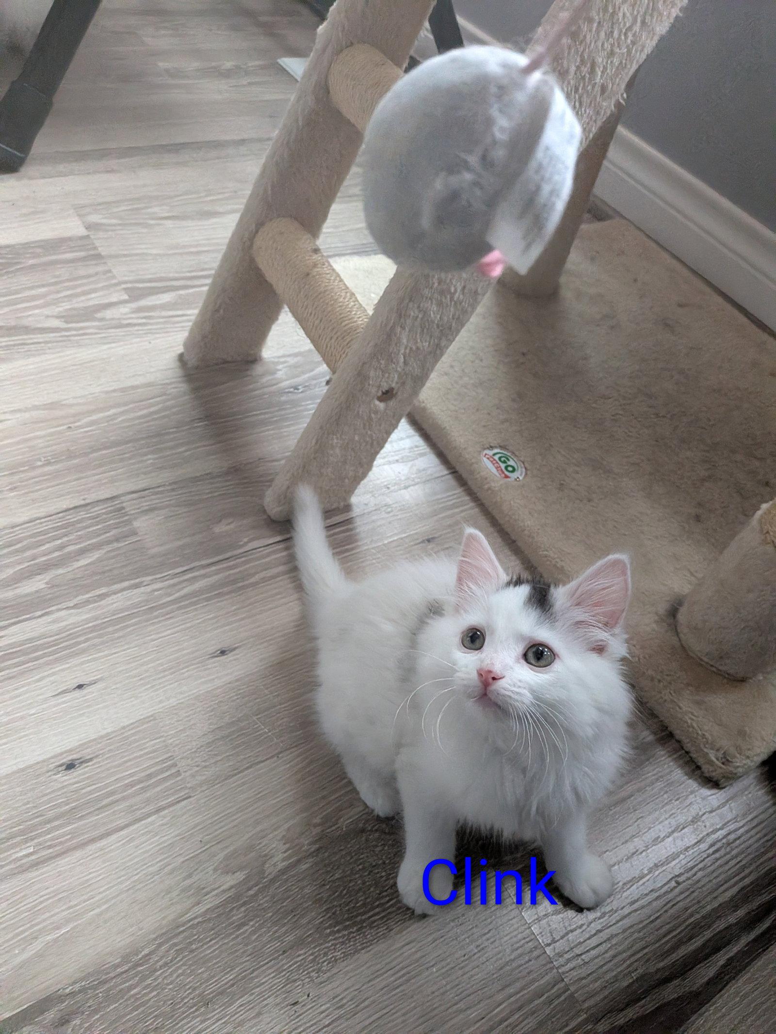 Clink, Adopted, Young Male Domestic Long Hair.