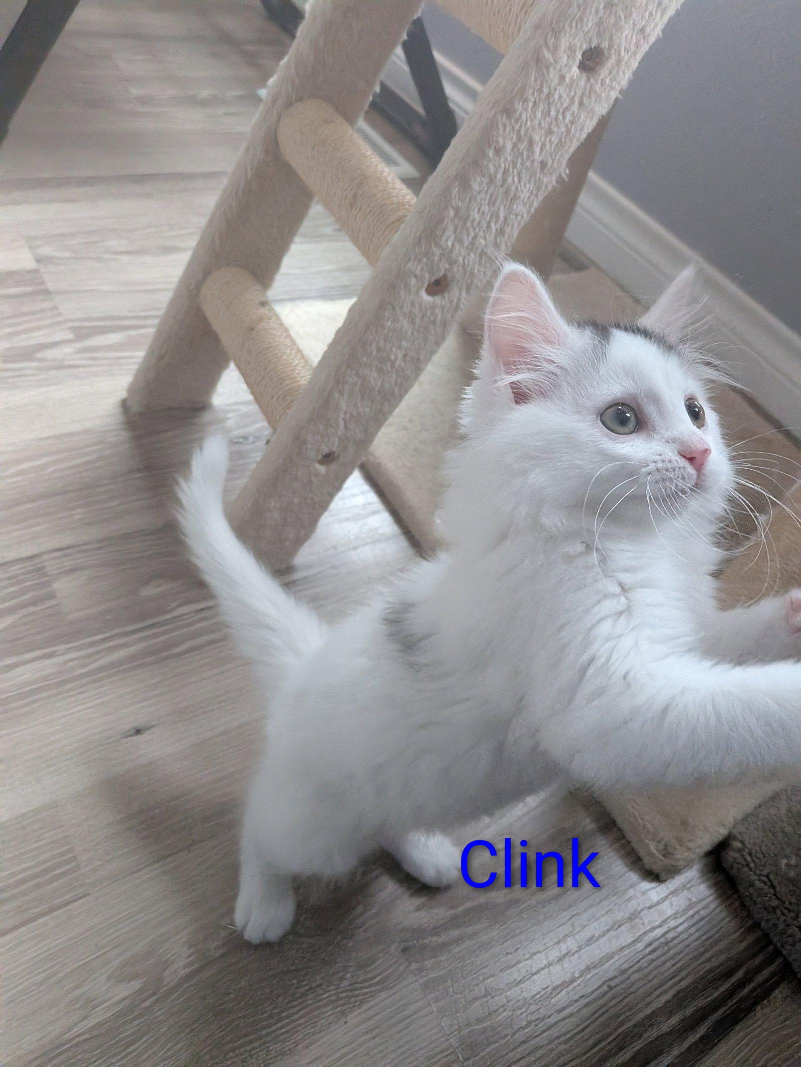 Enlarge Clink, a Adopted Domestic Long Hair in Aurora, CO image 2/3