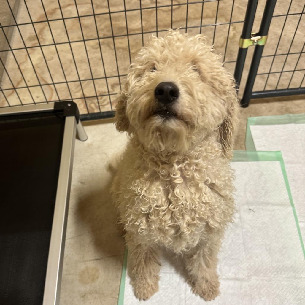 Banana, Adoptable, Adult Female Golden Retriever & Poodle.