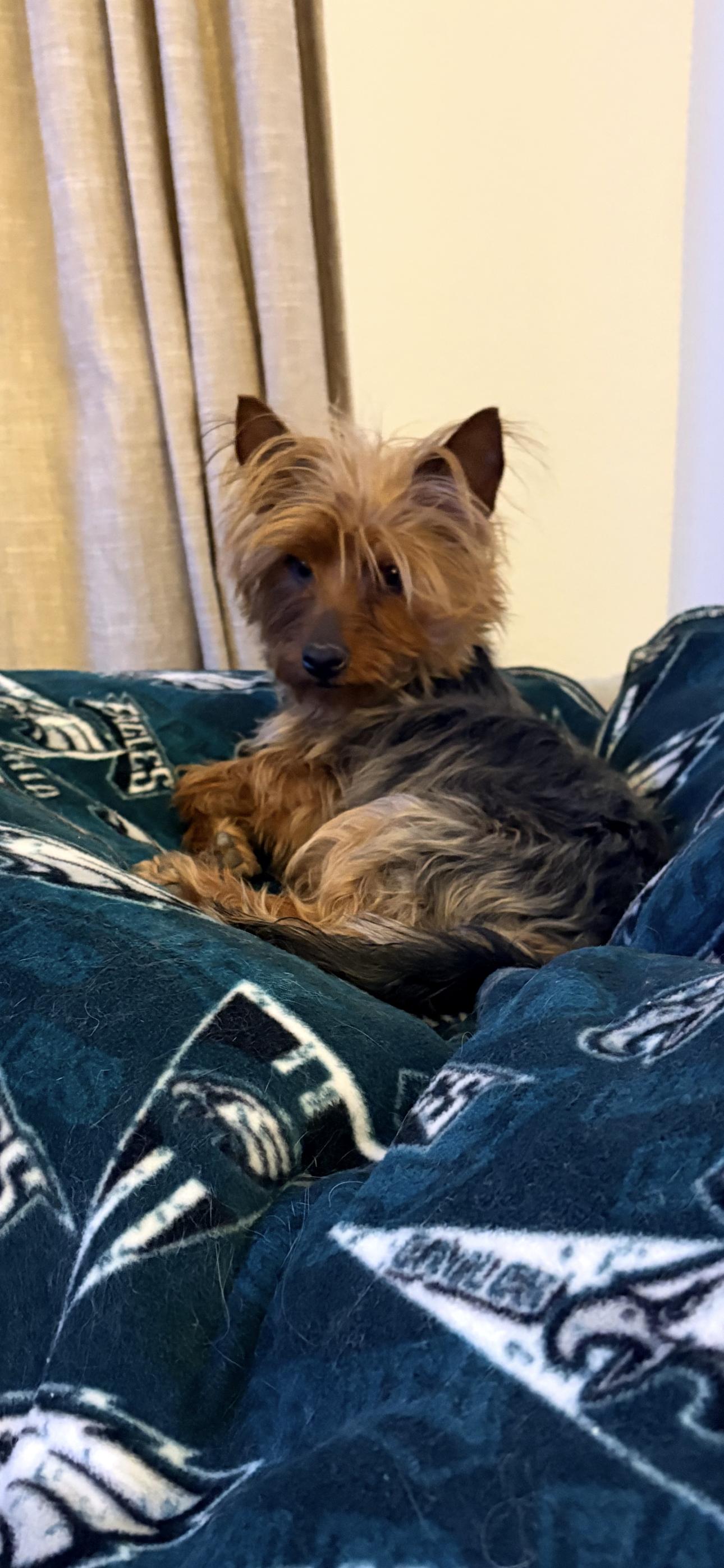 Bea, ADOPTABLE, Adult Female Yorkshire Terrier.