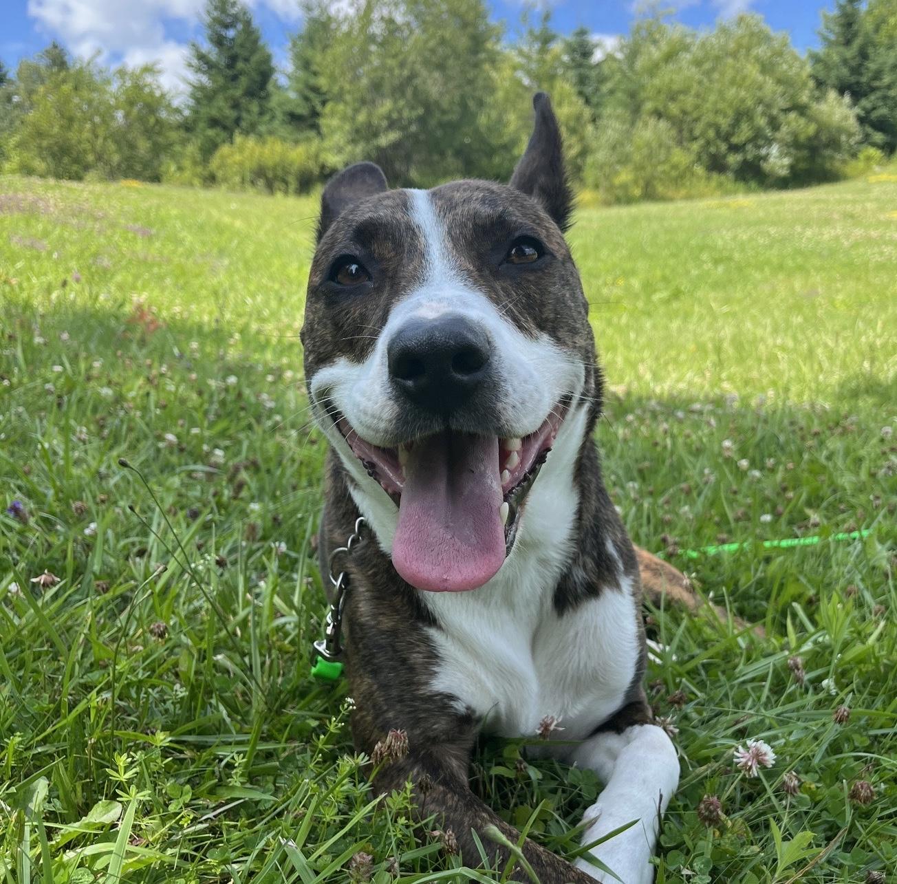 Clark , a Adoptable mixed breed in Moyock, NC image 5/6