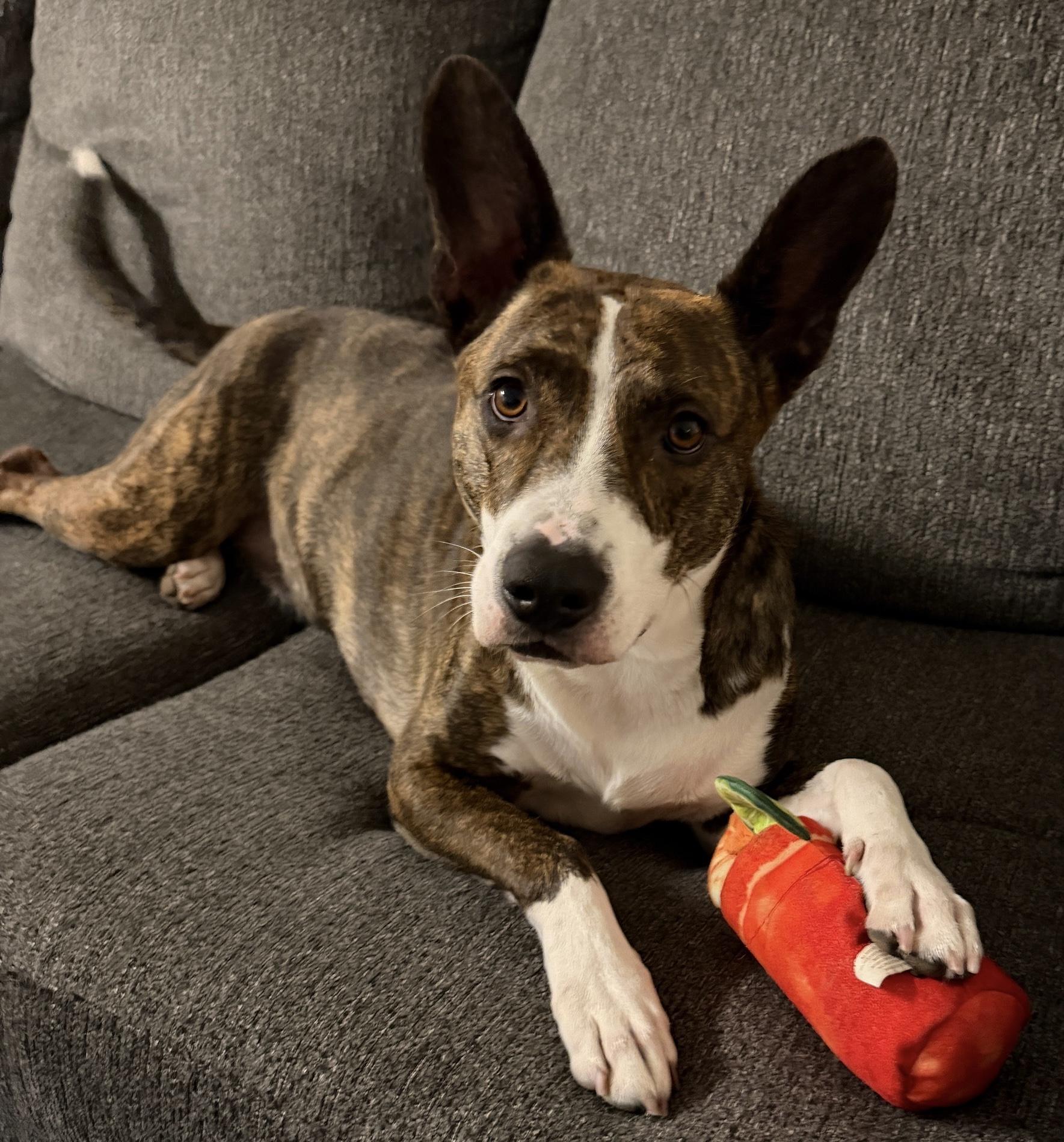 Clark , a Adoptable mixed breed in Moyock, NC image 2/6