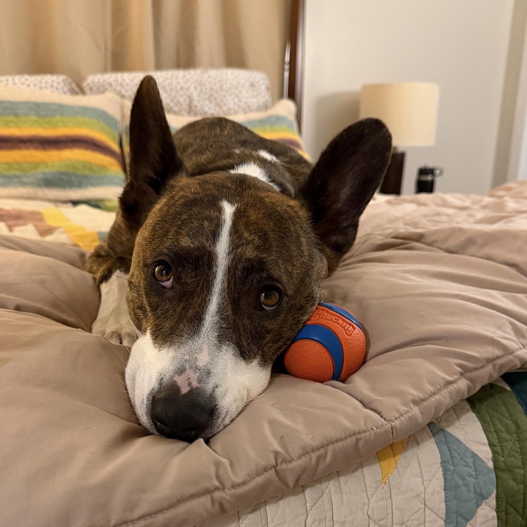 Clark , Adoptable, Adult Male Australian Cattle Dog / Blue Heeler.