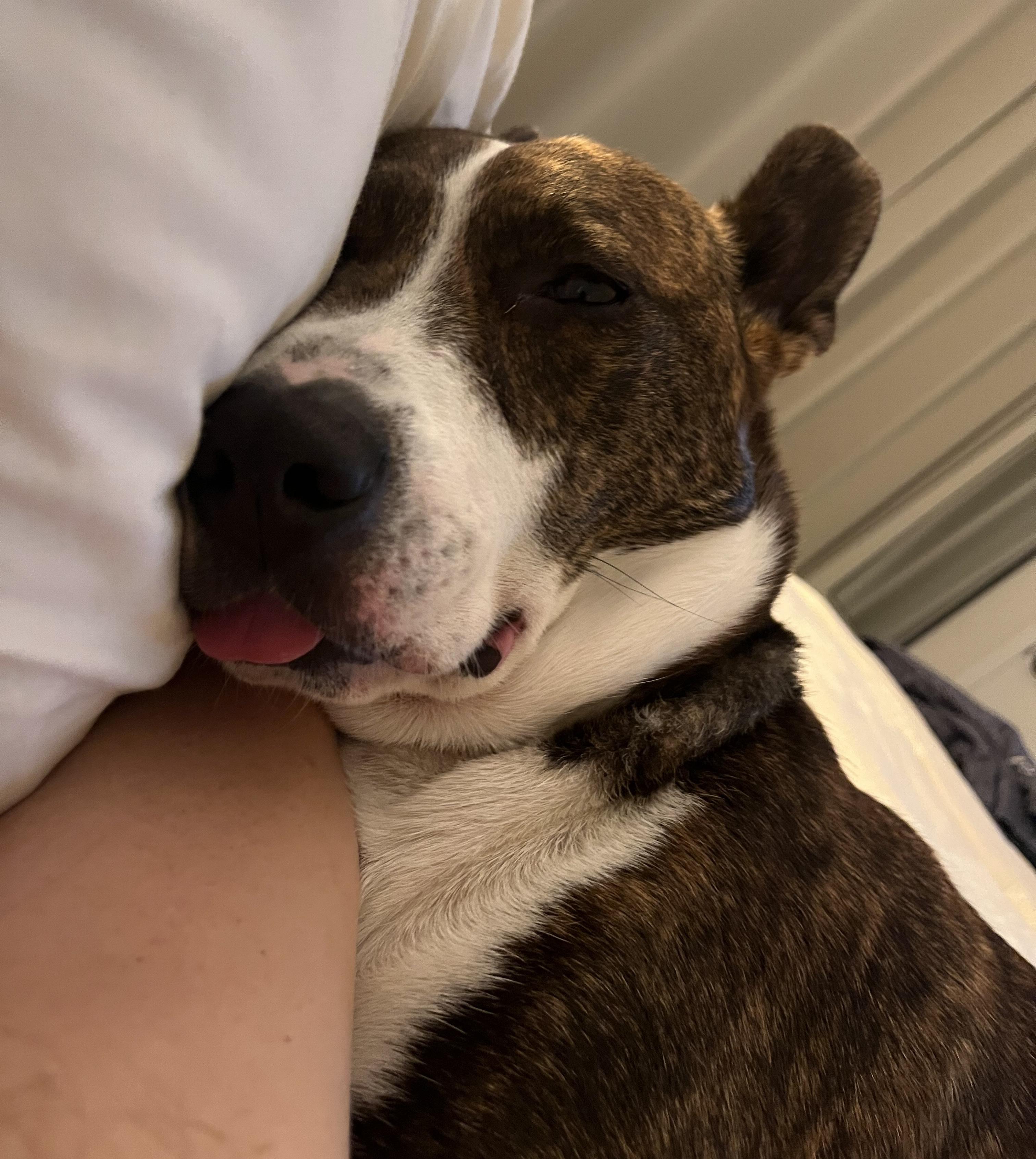 Clark , a Adoptable mixed breed in Moyock, NC image 4/6