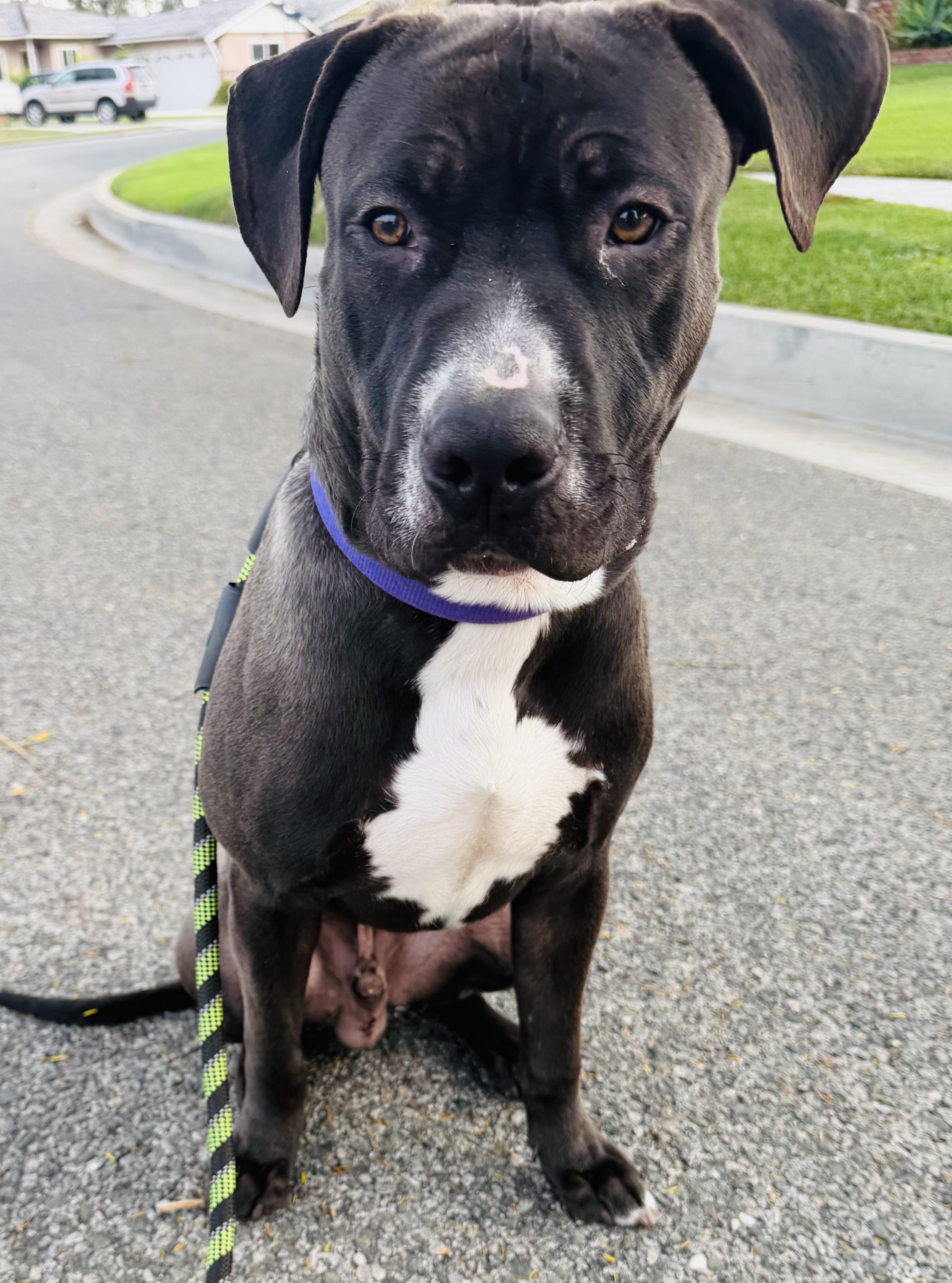 Enlarge Jacks , an adopted mixed breed in Canyon Country , CA image 2/6