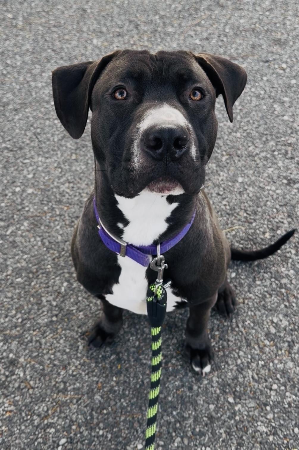 Jacks , adopted, Young Male Great Dane & Pit Bull Terrier.