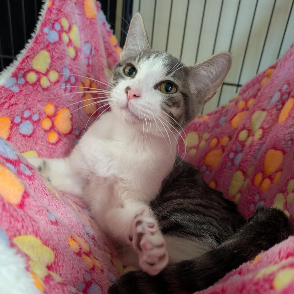 Enlarge Drax, a Adoptable Domestic Short Hair in Cape Girardeau, MO image 2/2