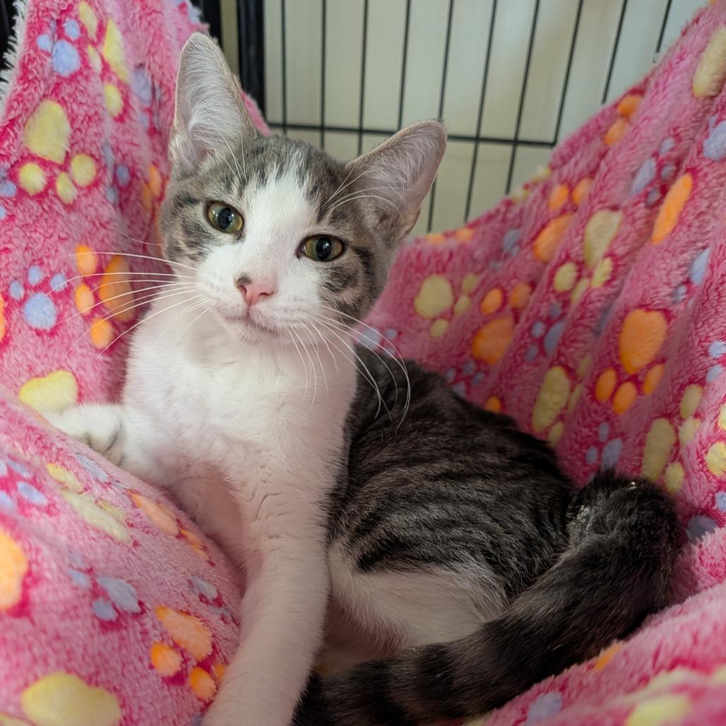 Drax, ADOPTABLE, Young Male Domestic Short Hair.