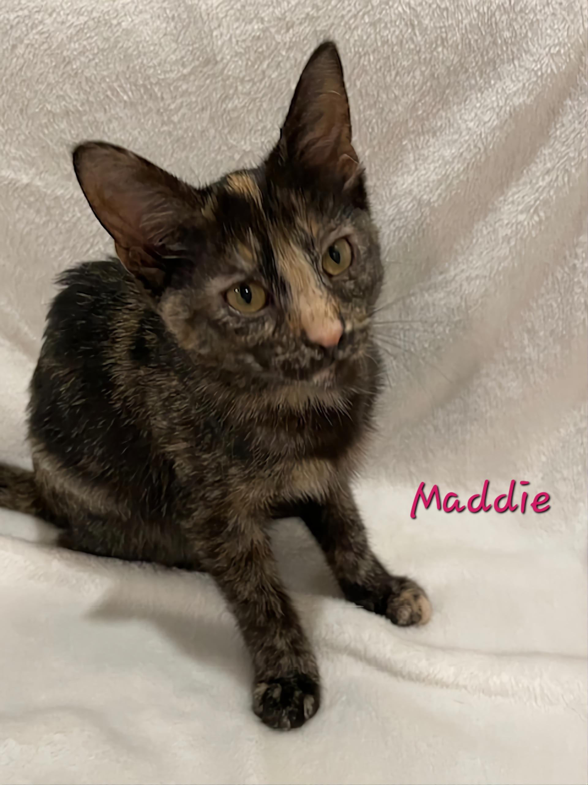 Maddie, a Adoptable Domestic Short Hair in Aurora, NE image 1/2