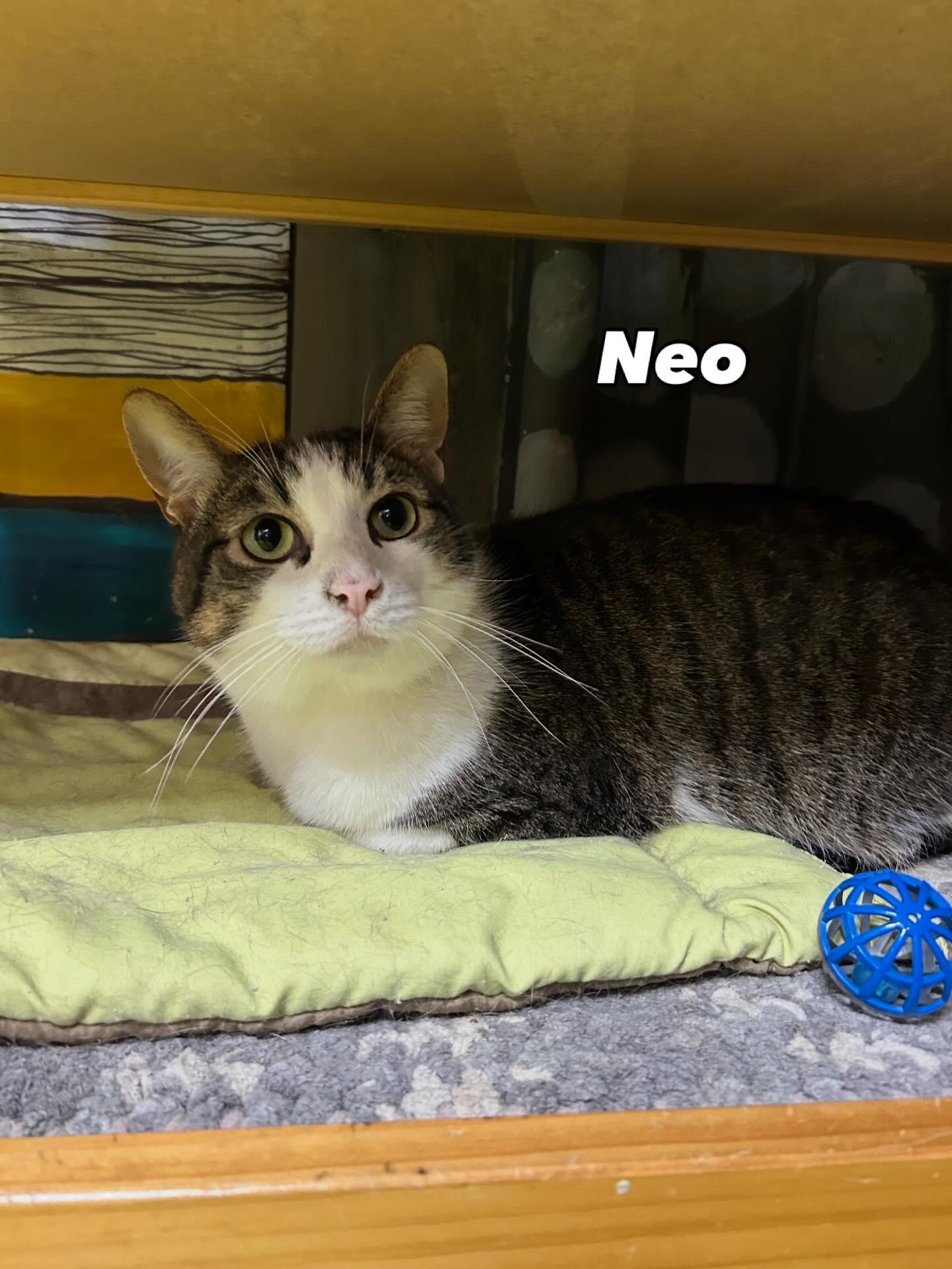 Enlarge NEO, a Adoptable Domestic Short Hair in Tillsonburg, ON image 3/5