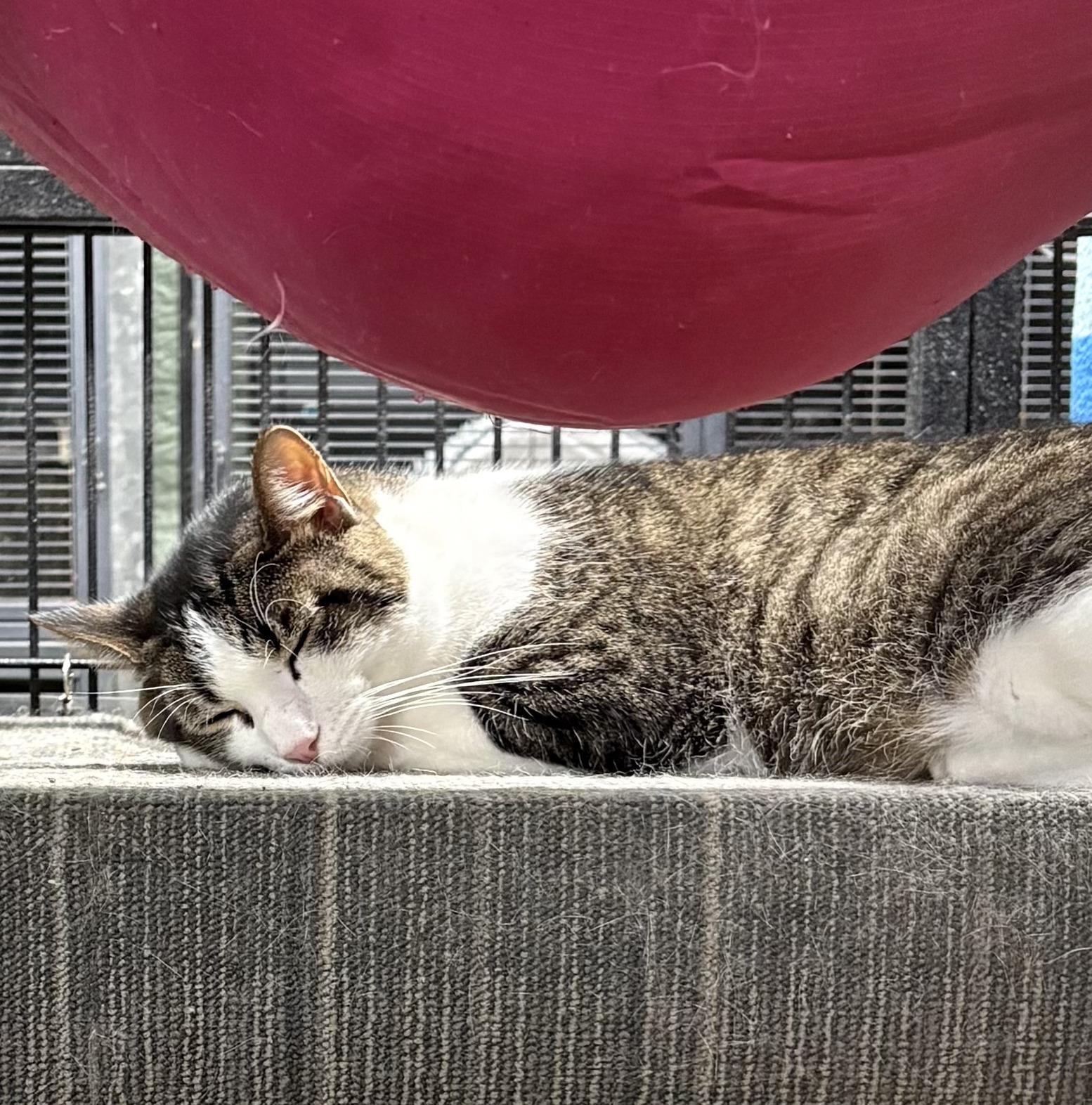 Enlarge NEO, a Adoptable Domestic Short Hair in Tillsonburg, ON image 5/5