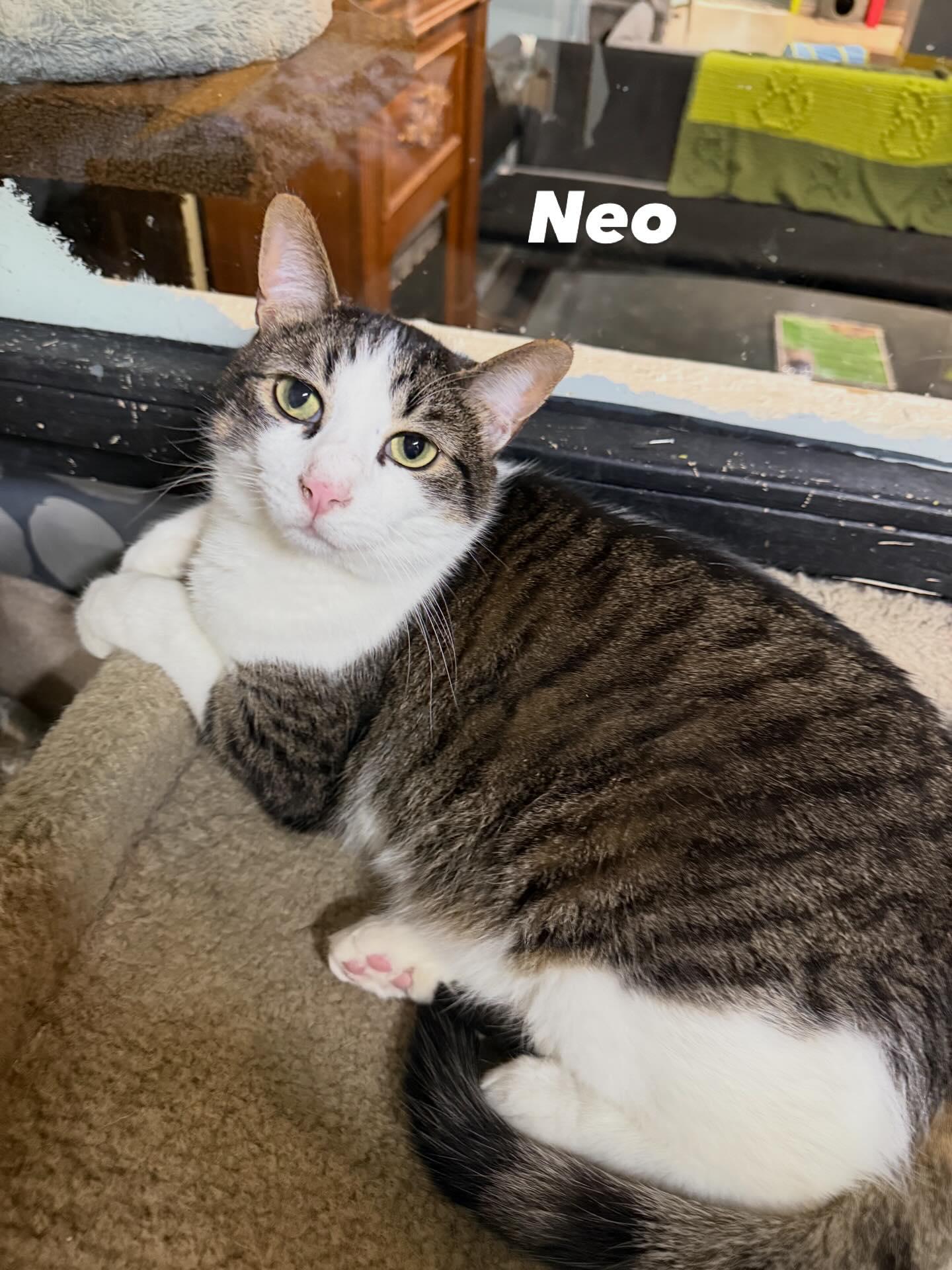 Enlarge NEO, a Adoptable Domestic Short Hair in Tillsonburg, ON image 2/5