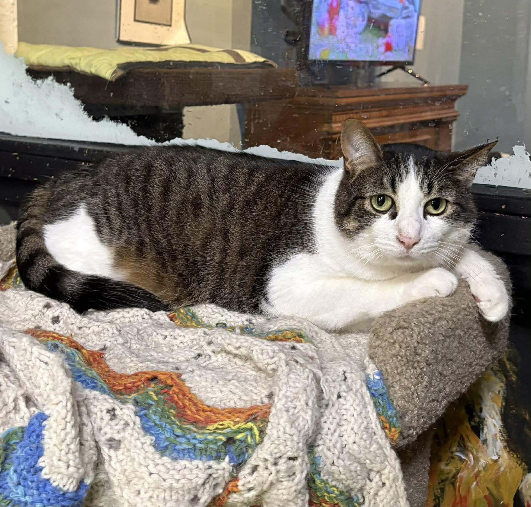 Enlarge NEO, a Adoptable Domestic Short Hair in Tillsonburg, ON image 5/5