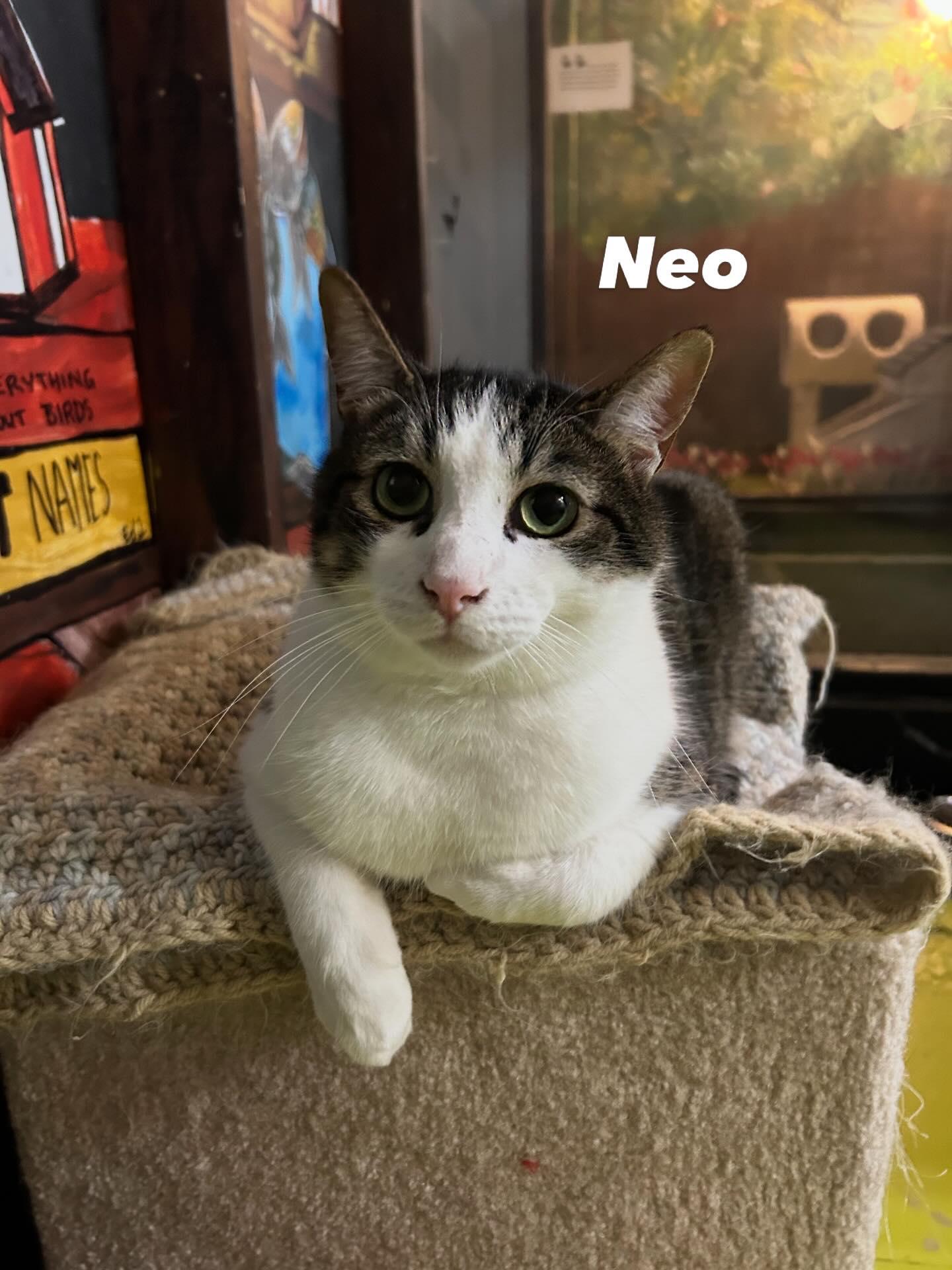 NEO, Adoptable, Young Male Domestic Short Hair.