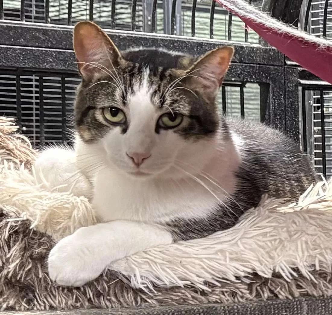 Enlarge NEO, a Adoptable Domestic Short Hair in Tillsonburg, ON image 4/5