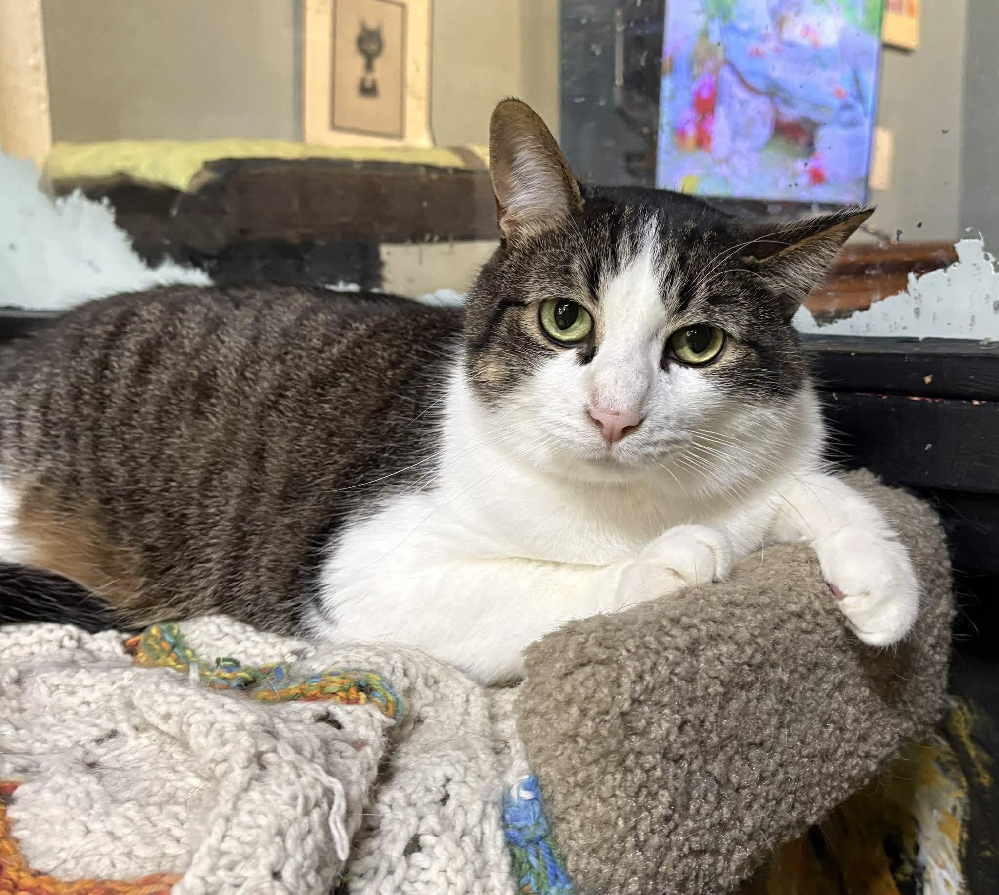 Enlarge NEO, a Adoptable Domestic Short Hair in Tillsonburg, ON image 1/5