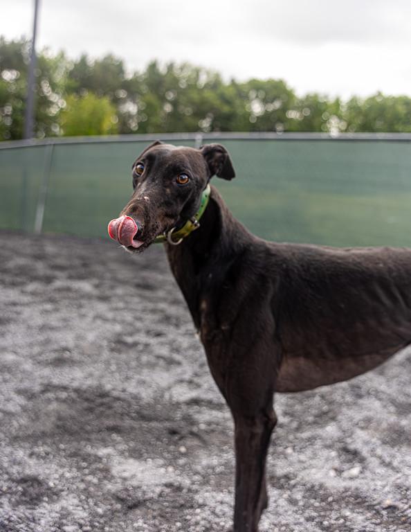 Enlarge Mark, a Adoptable Greyhound in Augusta, ME image 4/6