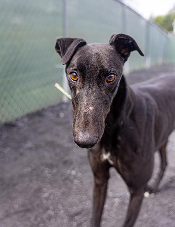 Enlarge Mark, a Adoptable Greyhound in Augusta, ME image 3/6
