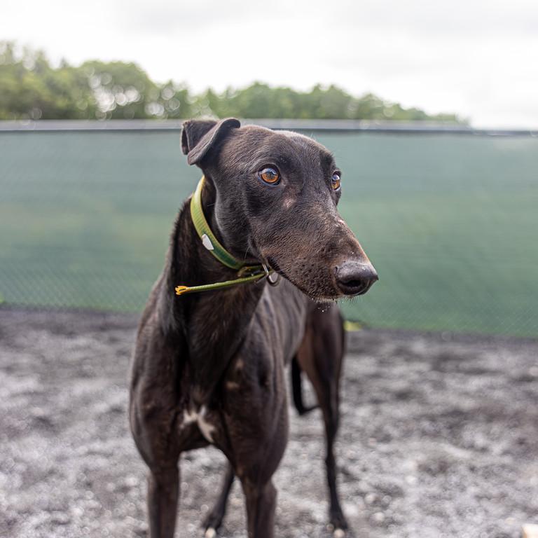 Enlarge Mark, a Adoptable Greyhound in Augusta, ME image 1/6