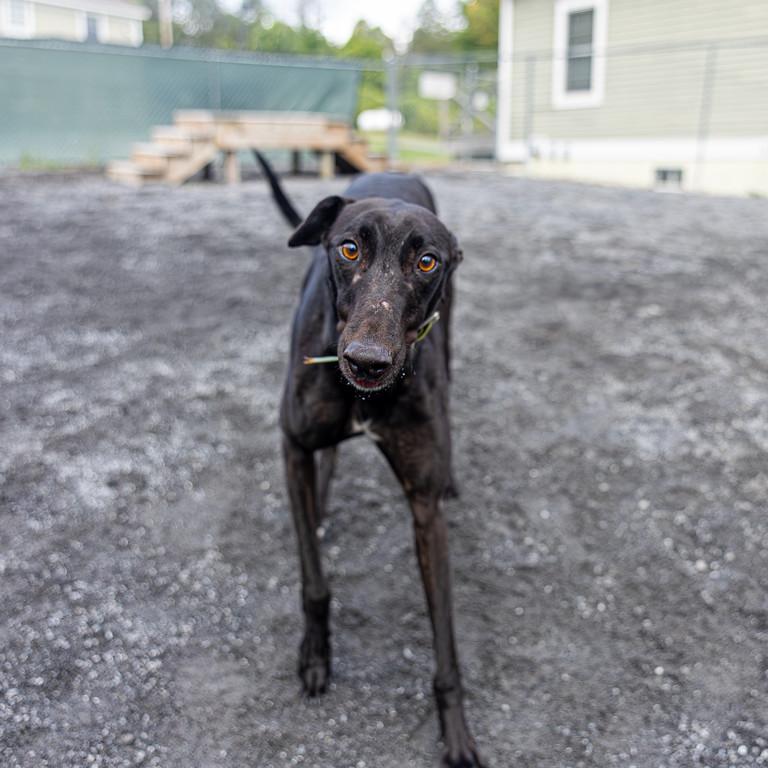 Enlarge Mark, a Adoptable Greyhound in Augusta, ME image 6/6