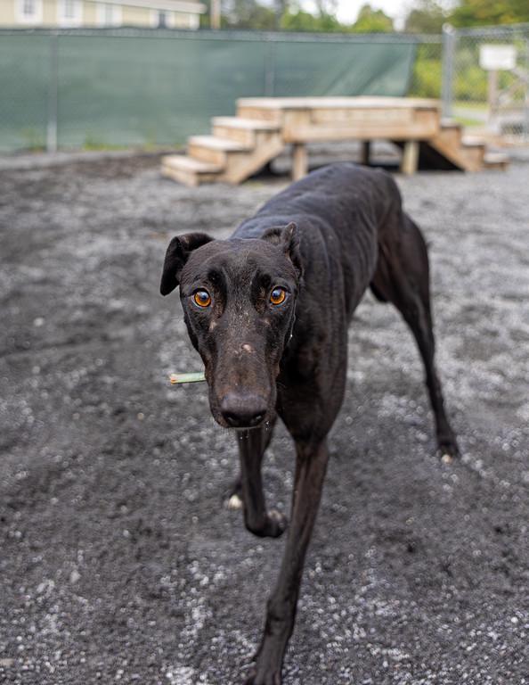 Enlarge Mark, a Adoptable Greyhound in Augusta, ME image 5/6