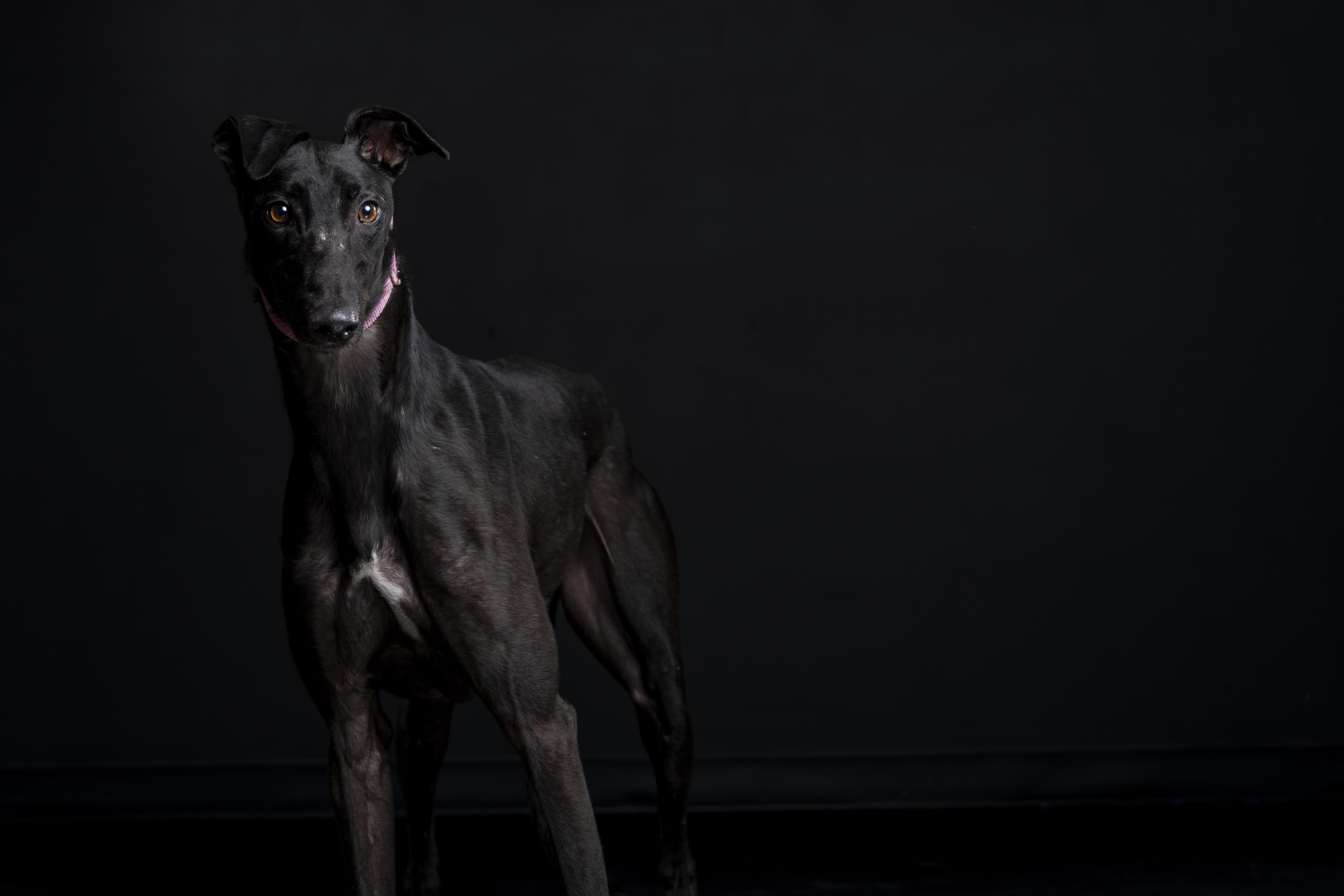 Enlarge Mark, a Adoptable Greyhound in Augusta, ME image 2/6
