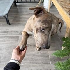 Enlarge Asha, a ADOPTABLE American Bully in Fort Lauderdale, FL image 3/5