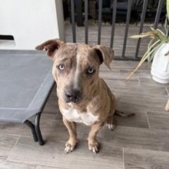 Asha, ADOPTABLE, Adult Female American Bully.