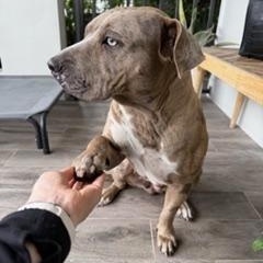 Enlarge Asha, a ADOPTABLE American Bully in Fort Lauderdale, FL image 2/5