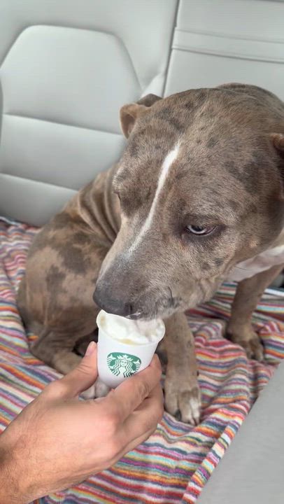 Enlarge Asha, a ADOPTABLE American Bully in Fort Lauderdale, FL video 4/5