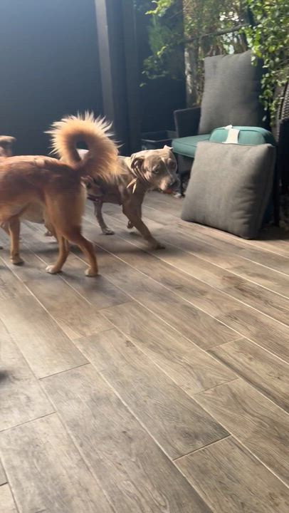 Enlarge Asha, a ADOPTABLE American Bully in Fort Lauderdale, FL video 5/5