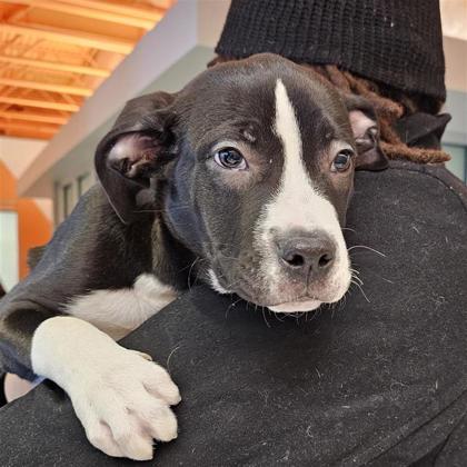 Domino, ADOPTABLE, Young Male Mixed Breed.