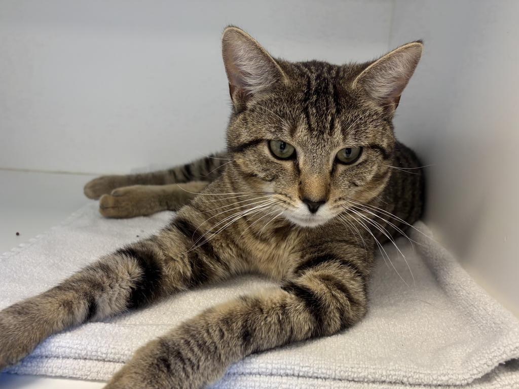Enlarge Atticus, a Adoptable mixed breed in Greenfield, IN image 2/2